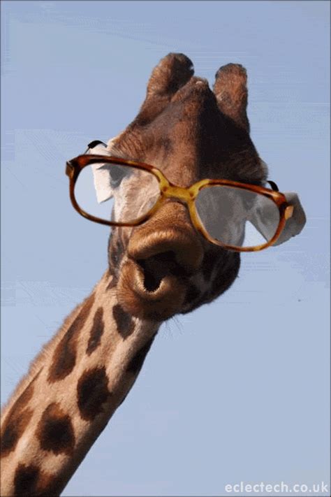 giraf gif|funny giraffe gif.